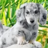 Grey Spotted Dachshund Dog 5D Diamond Painting