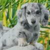 Grey Spotted Dachshund Dog 5D Diamond Painting