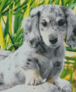 Grey Spotted Dachshund Dog 5D Diamond Painting