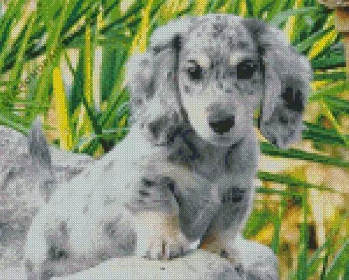 Grey Spotted Dachshund Dog 5D Diamond Painting