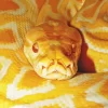 Yellow Python Snake 5D Diamond Painting