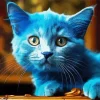 Baby Blue Cat 5D Diamond Painting