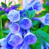 Bluebells Flowering Plant 5D Diamond Painting