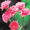 Pink Blooming Carnation 5D Diamond Painting