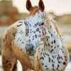 Appaloosa Leopard 5D Diamond Painting