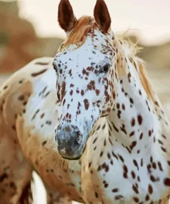 Appaloosa Leopard 5D Diamond Painting