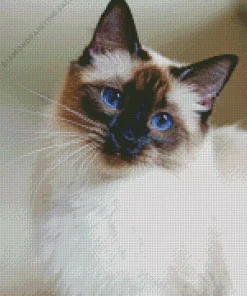 Balinese Cat 5D Diamond Painting