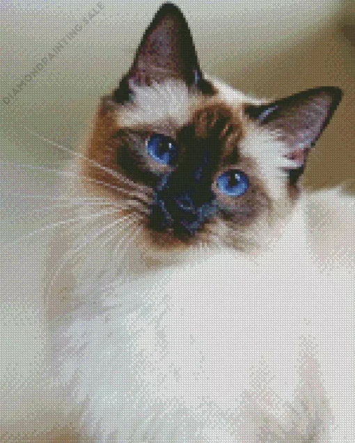 Balinese Cat 5D Diamond Painting