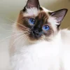 Balinese Cat 5D Diamond Painting