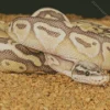 Ball Python 5D Diamond Painting