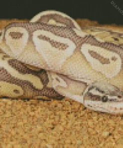 Ball Python 5D Diamond Painting