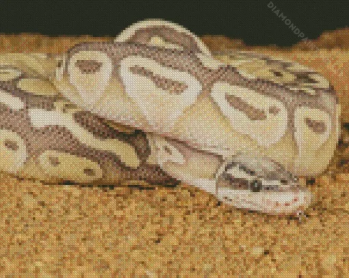 Ball Python 5D Diamond Painting