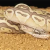 Ball Python 5D Diamond Painting