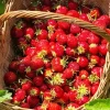 Basket Of Strawberries 5D Diamond Painting