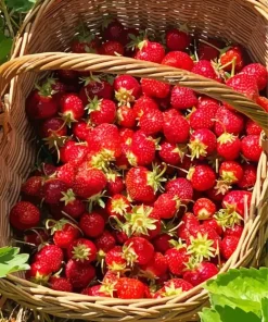 Basket Of Strawberries 5D Diamond Painting