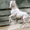 Beautiful White Stallion 5D Diamond Painting