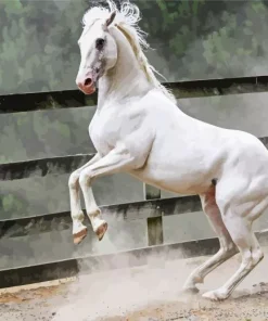 Beautiful White Stallion 5D Diamond Painting