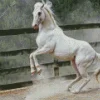 Beautiful White Stallion 5D Diamond Painting