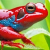 Blue And Red Frog 5D Diamond Painting