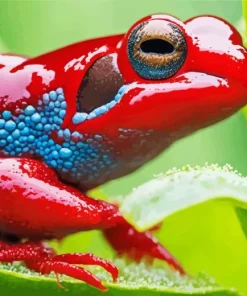 Blue And Red Frog 5D Diamond Painting