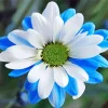 Blue And White Flower 5D Diamond Painting