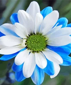 Blue And White Flower 5D Diamond Painting