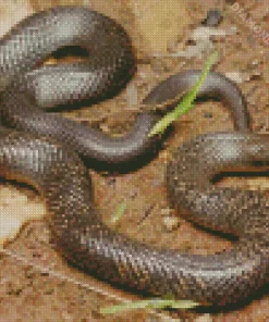 Blue Bellied Black Snake 5D Diamond Painting