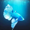 Blue Betta Fish Underwater 5D Diamond Painting