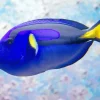 Blue Black And Yellow Fish 5D Diamond Painting