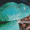 Blue Bush Snake 5D Diamond Painting