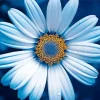 Blue Chamomile 5D Diamond Painting