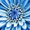 Blue Chrysanthemum 5D Diamond Painting