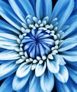 Blue Chrysanthemum 5D Diamond Painting