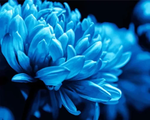 Blue Chrysanthemum Flower 5D Diamond Painting