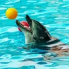 Dolphin Playing With Ball 5D Diamond Painting