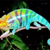 Panther Chameleon 5D Diamond Painting